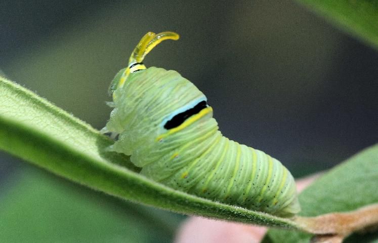 Figure 20. Dwarf pawpaw, Asimina pygmea (W.Bartram) Dunal (Annonaceae), a larval host for the zebra swallowtail, Protographium marcellus (Cramer).