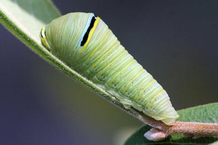 Figure 20. Dwarf pawpaw, Asimina pygmea (W.Bartram) Dunal (Annonaceae), a larval host for the zebra swallowtail, Protographium marcellus (Cramer).