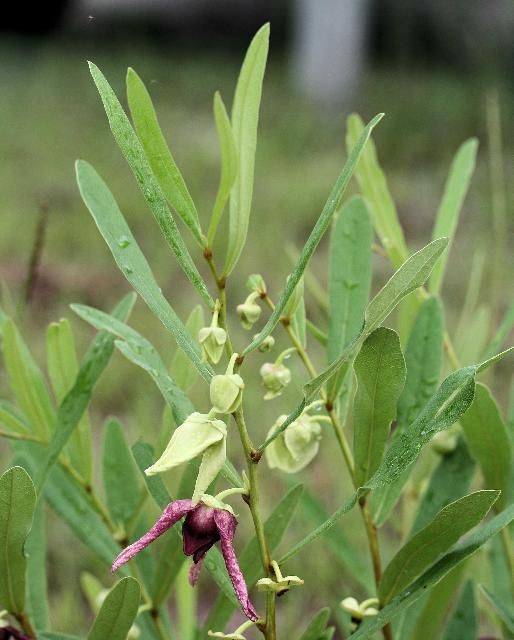 Figure 20. Dwarf pawpaw, Asimina pygmea (W.Bartram) Dunal (Annonaceae), a larval host for the zebra swallowtail, Protographium marcellus (Cramer).