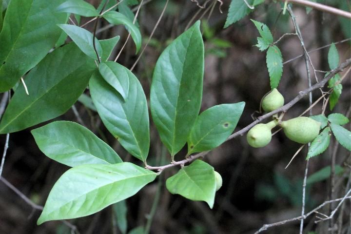 Figure 20. Dwarf pawpaw, Asimina pygmea (W.Bartram) Dunal (Annonaceae), a larval host for the zebra swallowtail, Protographium marcellus (Cramer).