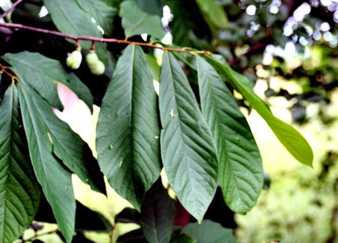 Figure 20. Dwarf pawpaw, Asimina pygmea (W.Bartram) Dunal (Annonaceae), a larval host for the zebra swallowtail, Protographium marcellus (Cramer).