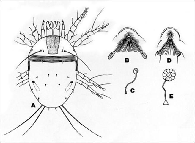 Figure 1. Dermatophagoides spp. A) Dorsum of Dermatophagoides farinae Hughes. B) Female genital opening. C) Bursa copulatrix and seminal receptacle D) Dermatophagoides pteronyssinus (Trouessart) female genital opening. E) Bursa copulatrix and seminal receptacle.