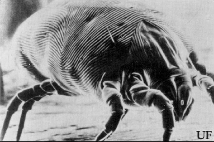 Figure 2. Scanning electron micrograph of a female house dust mite, Dermatophagoides farinae Hughes, approximately 2000X magnification.