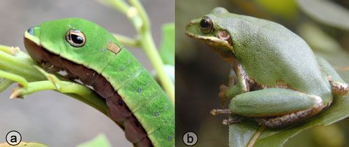 Figure 22. Palamedes swallowtail, Papilio palamedes (Drury), 5th instar larva (left) and squirrel tree frog, Hyla squirella Bosc (right).