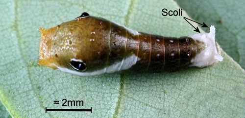Figure 8. Palamedes swallowtail, Papilio palamedes (Drury), early instar larva (2nd or 3rd). Note white terminal segments and scoli.