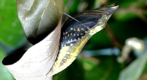 Figure 12. Palamedes swallowtail, Papilio palamedes (Drury), preadult.