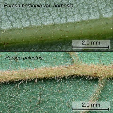 Figure 13. Leaf hairs of red bay, Persea borbonia var. borbonia (L.), and swamp bay, Persea palustris (Raf.) Sarg.
