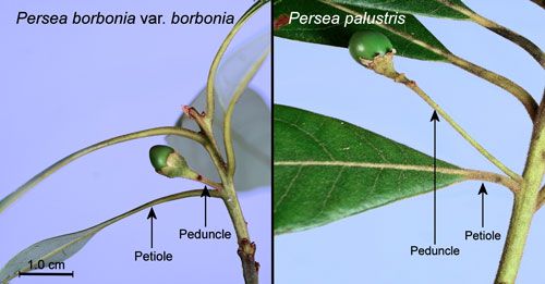Figure 14. Peduncles and subtending petioles of red bay, Persea borbonia var. borbonia (L.), and swamp bay, Persea palustris (Raf.) Sarg.