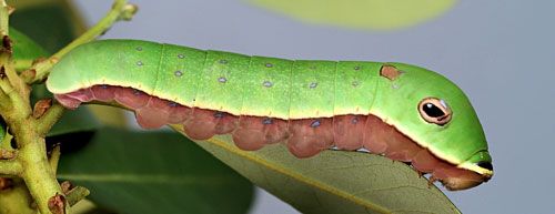 Figure 6. Palamedes swallowtail, Papilio palamedes (Drury), full-grown (5th instar) larva.