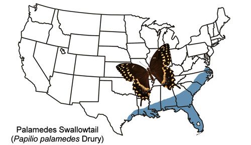 Figure 2. Palamedes swallowtail, Papilio palamedes (Drury), United States year-round distribution.