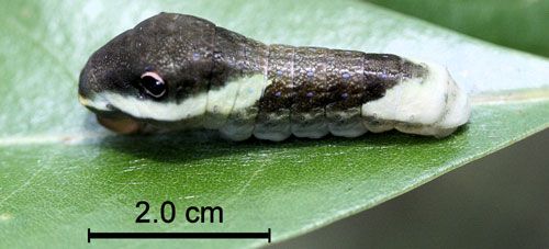 Figure 9. Palamedes swallowtail, Papilio palamedes (Drury), late fourth instar larva.