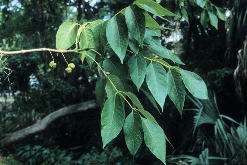 Figure 14. White ash, Fraxinus americana Linnaeus (Oleaceae).