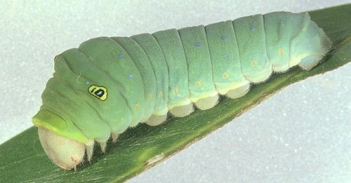 Figure 8. Last instar larva of the tiger swallowtail, Papilio glaucus Linnaeus.