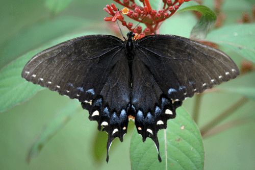 Figure 5. Dark female tiger swallowtail, Papilio glaucus Linnaeus (wings spread, showing dorsal surface).