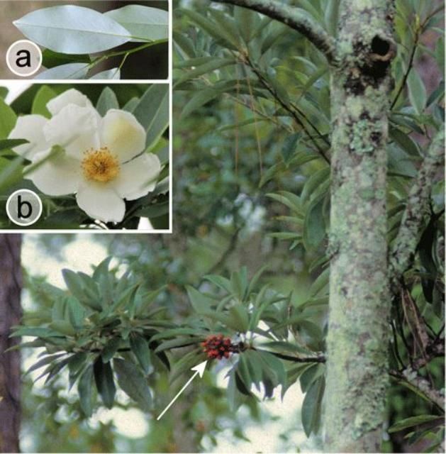 Figure 11. Sweet bay, Magnolia virginiana (L.) (Magnoliaceae) showing characteristic glaucous underside of leaf (inset a), flower (inset b), and seeds (arrow).