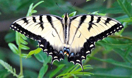 Figure 3. Adult tiger swallowtail, Papilio glaucus Linnaeus (wings spread, showing dorsal surface).