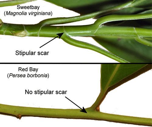 Figure 10. Stems of sweetbay, Magnolia virginiana (L.) (Magnoliaceae) showing stipular scars and the similar-appearing red bay, Persea borbonia that lacks stipular scars.