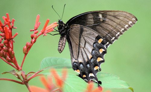 Figure 6. Dark female tiger swallowtail, Papilio glaucus Linnaeus (wings folded, showing ventral surface with characteristic stripes).