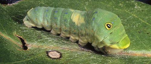 Figure 7. Fourth instar larva of the tiger swallowtail, Papilio glaucus Linnaeus showing the white saddle.