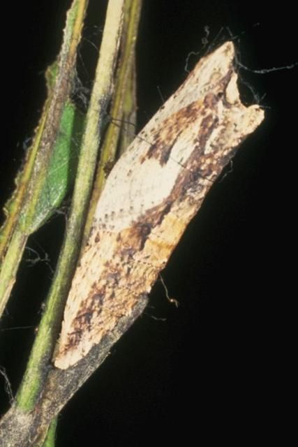 Figure 9. Pupa of the tiger swallowtail, Papilio glaucus Linnaeus.