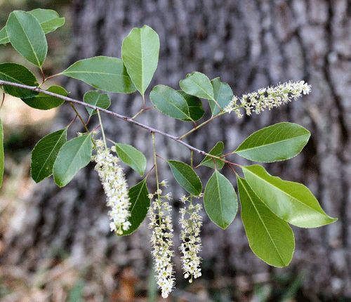 Figure 13. Black cherry, Prunus serotina Ehrh., foliage and flowers.