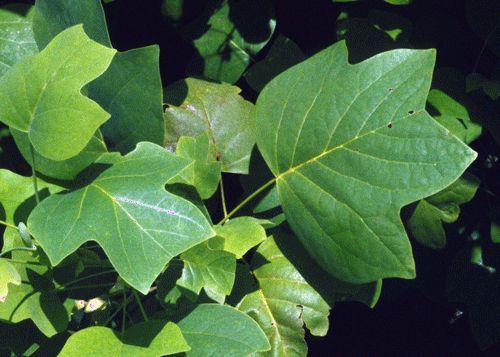 Figure 12. Tulip tree, Liriodendron tulipifera L. (Magnoliaceae)