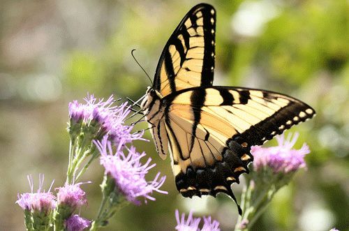 Figure 4. Adult tiger swallowtail, Papilio glaucus Linnaeus (wings folded, showing ventral surface).