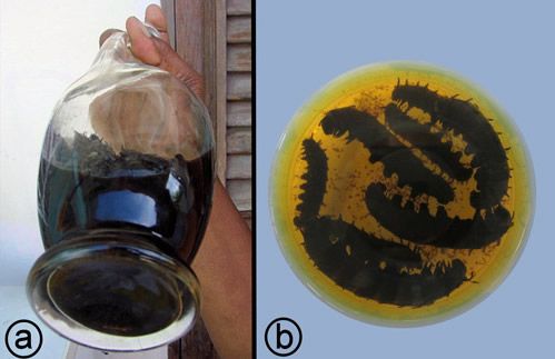 Figure 23. Chiniy-trèf, an alcoholic extract of Battus polydamas larvae. a) batch preparation; b) sample, showing larvae.