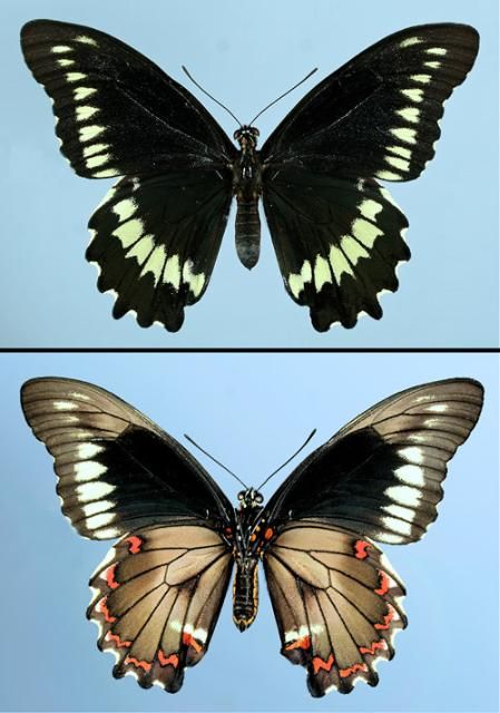 Figure 3. Adult Polydamas swallowtail, (Battus polydamas lucayus [Rothschild & Jordan]), dorsal (top) and ventral (bottom) views.