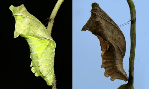 Figure 9. Polydamas swallowtail (Battus polydamas lucayus [Rothschild & Jordan]), green and brown pupae.