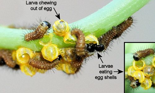 Figure 10. Polydamas swallowtail (Battus polydamas lucayus [Rothschild & Jordan]), newly emerged larvae eating egg shells (chorions).