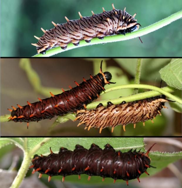 Figure 8. Polydamas swallowtail (Battus polydamas lucayus [Rothschild & Jordan]), full-grown larvae (fifth instars) showing some of the color variation.