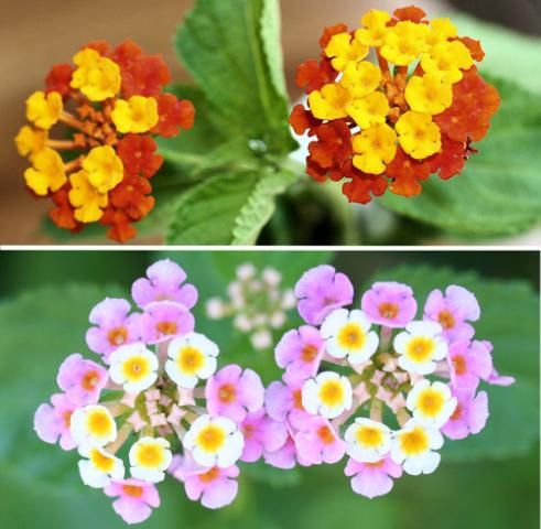 Figure 22. Orange (top) and pink (bottom) varieties of the invasive exotic Lantana camara L., a favored nectar host plant for the Polydamas swallowtail, Battus polydamas lucayus (Rothschild & Jordan). Note new, light-colored flowers on interior of clusters.