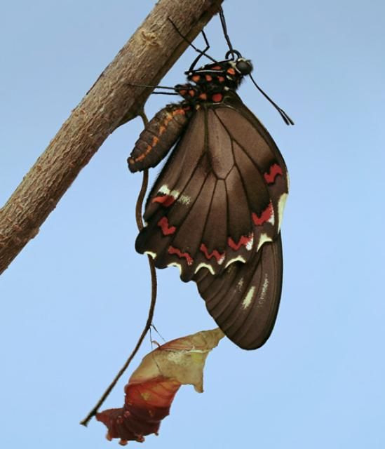 Figure 15. Polydamas swallowtail (Battus polydamas lucayus [Rothschild and Jordan]). Recently emerged adult drying its wings.