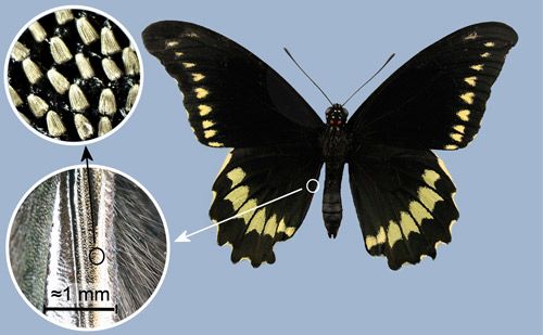 Figure 4. Male Polydamas swallowtail, (Battus polydamas lucayus [Rothschild & Jordan]), showing location of androconia (scent scales) along vein on the inner margin of the hind wing. Insets: magnified area of vein (lower left) and androconia (upper left).