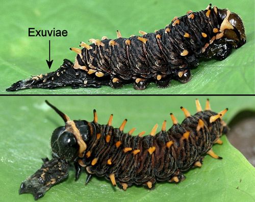 Figure 11. Polydamas swallowtail (Battus polydamas lucayus [Rothschild & Jordan]). Fifth (last) instar larva immediately after molting (top) and eating exuviae (bottom).