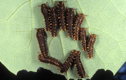 Figure 12. Polydamas swallowtail (Battus polydamas lucayus [Rothschild & Jordan]).