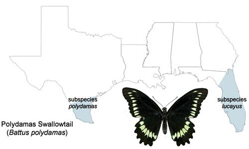 Figure 2. Polydamas swallowtail, (Battus polydamas lucayus [Rothschild & Jordan]), United States distribution map.