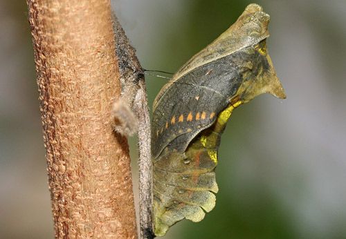 Figure 14. Polydamas swallowtail (Battus polydamas lucayus [Rothschild & Jordan]). Preadult with wing and body patterns showing through pupal exoskeleton.