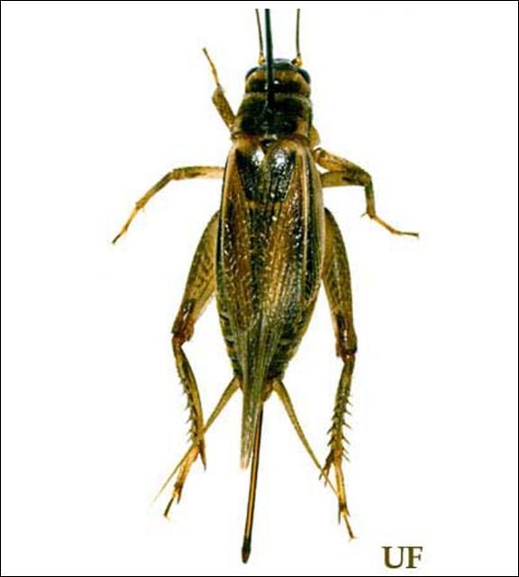 Figure 2. An adult female house cricket, Acheta domesticus(Linnaeus), with hindwings intact.