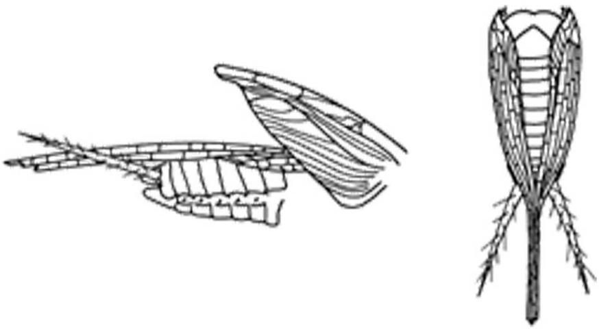 Figure 3. Drawings of long-winged field cricket (lateral and dorsal views), forewings raised and forewings removed.