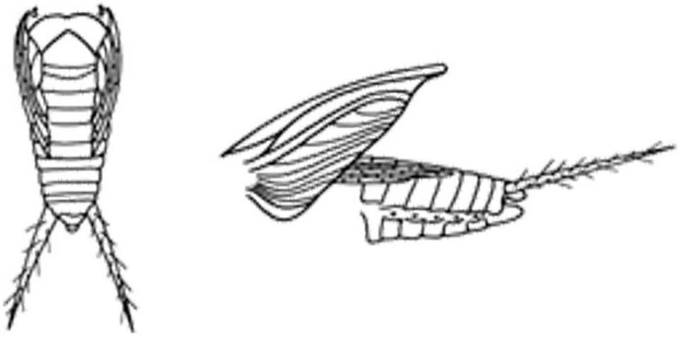 Figure 4. Drawings of short-winged field cricket (dorsal and lateral views), forewings removed and forewings raised.