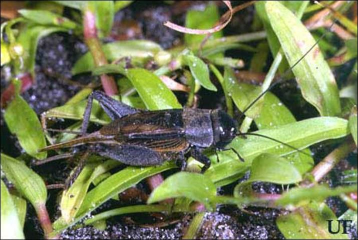 Figure 2. Long-winged, adult male southeastern field cricket, Gryllus rubens (Scudder).