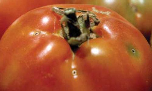 Figure 8. Tomato pinworm, Keiferia lycopersicella (Walshingham), damage on tomatoes.
