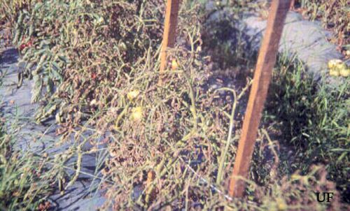 Figure 6. Tomato foliage showing field damage by tomato pinworm, Keiferia lycopersicella, (Walshingham).