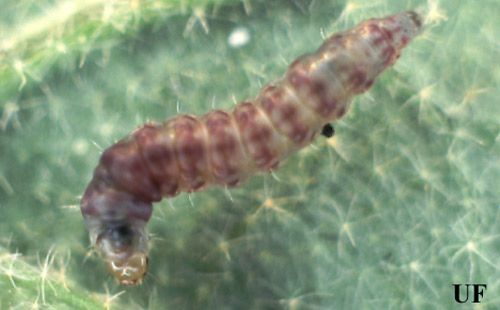 Figure 2. Larva of the tomato pinworm, Keiferia lycopersicella, (Walshingham).