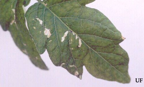 Figure 4. Leaf mining damage caused by the tomato pinworm, Keiferia lycopersicella, (Walshingham).