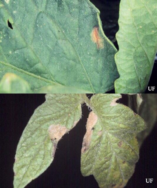 Figure 5. Leaf folding damage to tomato by the tomato pinworm, Keiferia lycopersicella, (Walshingham).