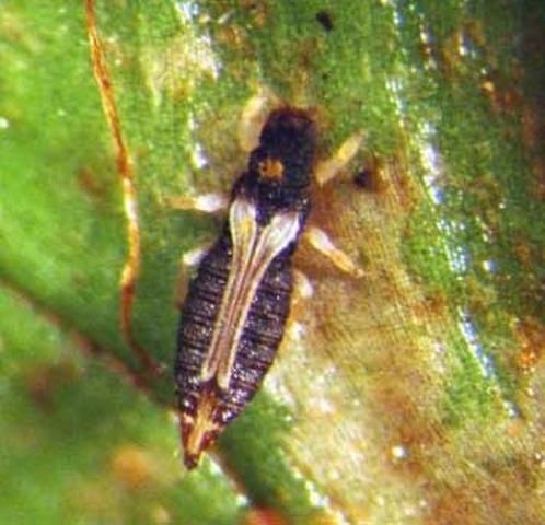 Figure 3. Adult greenhouse thrips, Heliothrips haemorrhoidalis (Bouché).