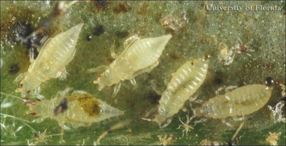 Figure 6. Larvae and pupae of the greenhouse thrips, Heliothrips haemorrhoidalis (Bouché).